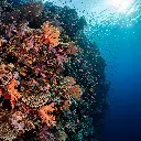 Wall Bay Snorkeling Spot - Nusa Penida.webp