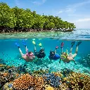 Split-Shot Snorkeling at Mangrove Point - Over-Under View.webp