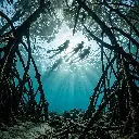 Atmospheric Snorkeling Silhouette at Mangrove Point.webp